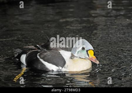 Re Eider Somateria spectabili nuoto maschile, Somateria spectabilis Foto Stock