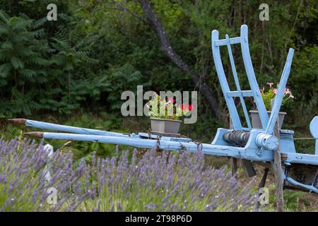 Carrello in legno blu con lavanda in Provenza, Francia Foto Stock