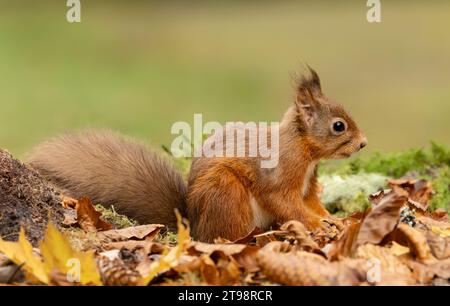 Red Squirrel, nome scientifico, Sciurus vulgaris, allerta scoiattolo rosso con orecchie tufty, foraggio in foglie autunnali e rivolto a destra. Kinloch Rannoch. SCO Foto Stock