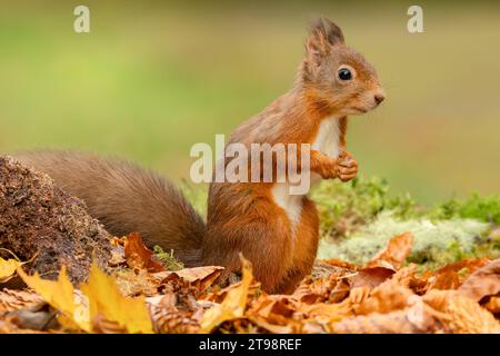 Red Squirrel, nome scientifico, Sciurus vulgaris, simpatico scoiattolo rosso con orecchie tufty in autunno, attento e seduto sulle gambe posteriori. Kinloch Rannoch. - Scot Foto Stock