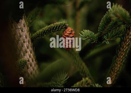 Un cono marrone con semi è appeso al tronco di un abete rosso verde. Sfondo naturale senza persone. Spazio per il testo. Alberi di conifere Evergreen Foto Stock