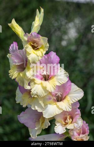 Primo piano dei fiori di gladiolo rosa e giallo in fiore Foto Stock