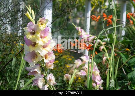 Primo piano dei fiori di gladiolo rosa e giallo in fiore Foto Stock