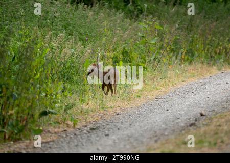 Un cervo Muntjac che si nutre di piante sul lato di un binario Foto Stock