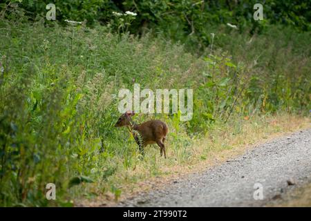 Un cervo Muntjac che si nutre di piante sul lato di un binario Foto Stock