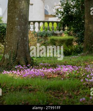 Una fioritura di bellissimi fiori di ciclamino rosa, Cyclamen hederifolium o Cyclamen neapolitanum Foto Stock