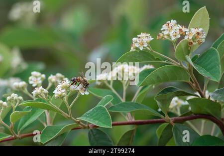 Impollinatore di api selvatiche su un fiore tra foglie verdi in un giardino forestale di fynbos nella Nelson Mandela University, George, Sudafrica Foto Stock