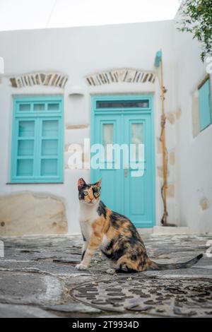 Gatto che posa per le strade di Parikia, Paros Foto Stock