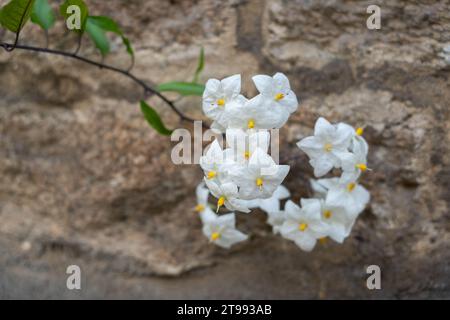 Splendida fioritura di fiori di vite di patata bianca (album Solanum laxum) Foto Stock