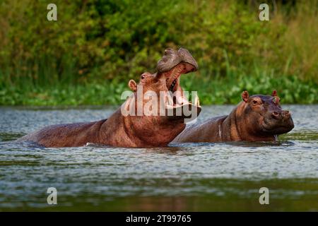 Hippopotamus - Hippopotamus amphibius o hippo è un grande mammifero semiacquatico, per lo più erbivoro, originario dell'Africa subsahariana. Adulto con bocca aperta Foto Stock