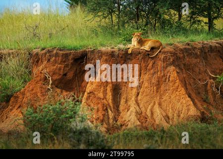 La leonessa che giace sulla collina nel Bush nel Parco Nazionale delle cascate di Murchison in Uganda Africa. Leone - Panthera leo re degli animali. Lion - il più grande Foto Stock