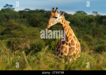 Giraffa di Rothschild - Giraffa camelopardalis rothschildi sottospecie della giraffa settentrionale, anche Baringo o Nubiana o come giraffa ugandese, portra Foto Stock