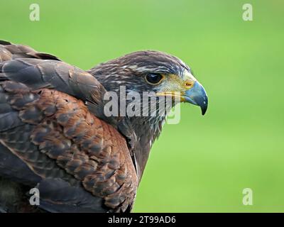 Ritratto del falco di Harris addestrato da falconer in cattività (Parabuteo unicinctus) con ceria gialla di becco grigio e sguardo feroce in buona luce - Scozia Regno Unito Foto Stock