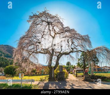 saitama, chichibu - marzo 26 2023: Splendido shidarezakura che piange ciliegio retroilluminato dal sole sotto il cielo blu della primavera all'ingresso di Budd prescelto Foto Stock