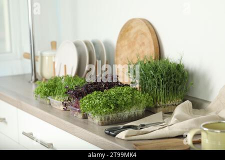 Diversi microgreen freschi e forbici sul ripiano della cucina Foto Stock