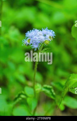 Bunga Bandotan o Ageratum conyzoide Flower Foto Stock