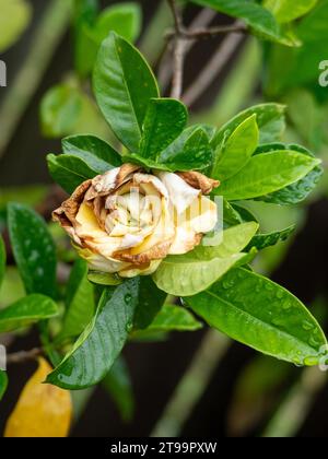 Fiori di Gardenia e foglie verdi ricoperte di goccioline d'acqua dalla pioggia, martellanti e marciscono sui petali Foto Stock