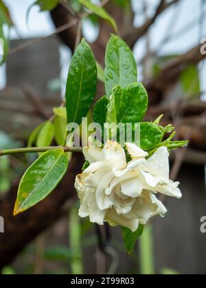 Fiore della Gardenia e foglie ricoperte di goccioline d'acqua dalla pioggia, leggermente marroni e striscianti intorno ai bordi dei petali Foto Stock