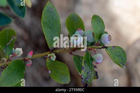 I mirtilli non maturi sul cespuglio Foto Stock