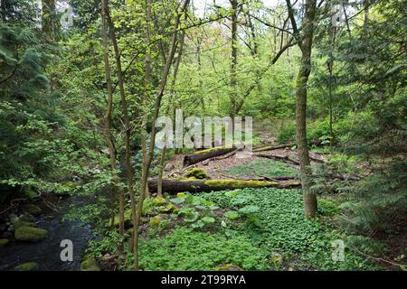 Deer Lake Brook e la lussureggiante area boschiva presso Deer Lake a Burnaby, British Columbia Canada, in primavera. Foto Stock