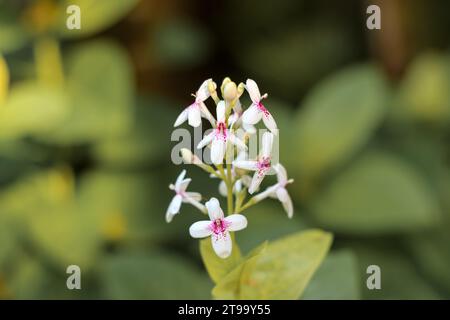 Fiori bianchi pseuderanthemum reticulatum nel giardino Foto Stock