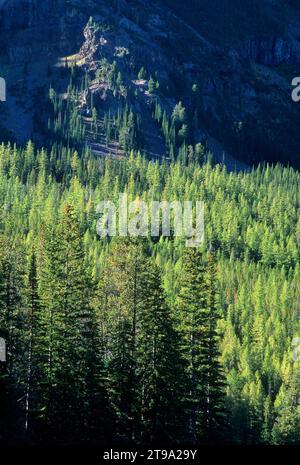 Foresta sopra il lago Strawberry, Strawberry Mountain Wilderness, Malheur National Forest, Oregon Foto Stock