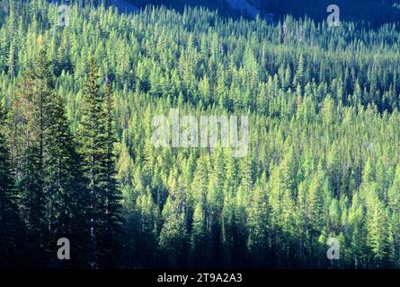 Foresta sopra il lago Strawberry, Strawberry Mountain Wilderness, Malheur National Forest, Oregon Foto Stock