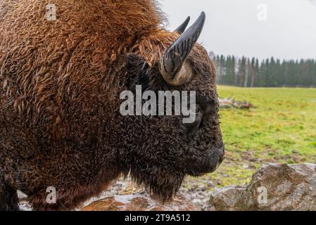 Un ritratto di un visionario, il bufalo europeo, Avesta, Svezia Foto Stock