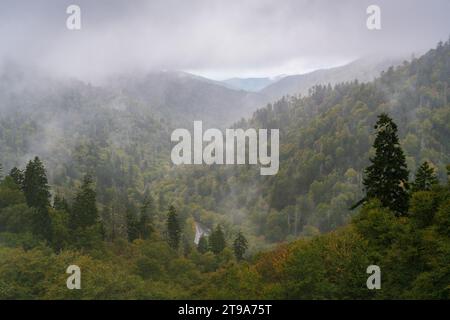 La nebbia si alza da una profonda valle boscosa dove una singola abete scuro si erge tra alberi verdi e color ruggine nel Great Smoky Mountains National Park. Foto Stock