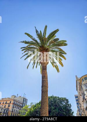 Un'unica maestosa palma si erge in mezzo al paesaggio urbano. Foto Stock