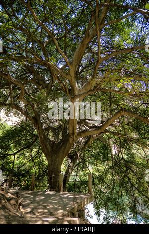 Immergiti nel mondo delle piante, dai tronchi torreggianti ai ramoscelli delicati. Esplora i diversi paesaggi e la fiorente flora di temperato per Foto Stock