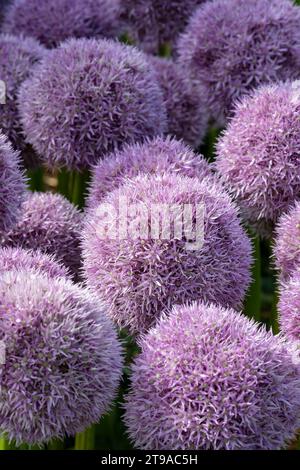 Allium Round 'n' Purple, cipolla ornamentale, grandi palline di fiori di viola pallido Foto Stock