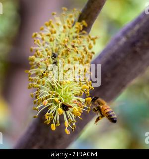 L'ape visita i fiori maschili di un carrubo il carrubo (Ceratonia siliqua) è un albero sempreverde fiorito o arbusto della sottofamiglia Caesalpinioideae di Foto Stock