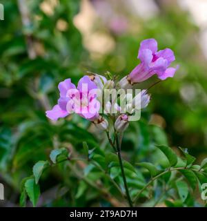 La Podranea ricasoliana, chiamata vite di tromba rosa o Port St John Creeper, è una specie di pianta fiorita del genere Podranea, originaria del South AFR Foto Stock