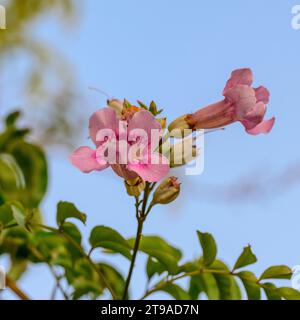 La Podranea ricasoliana, chiamata vite di tromba rosa o Port St John Creeper, è una specie di pianta fiorita del genere Podranea, originaria del South AFR Foto Stock