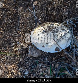 Grande fungo bianco che cresce sul fondo della foresta fotografato ai piedi delle colline di Gerusalemme, in Israele, a novembre Foto Stock
