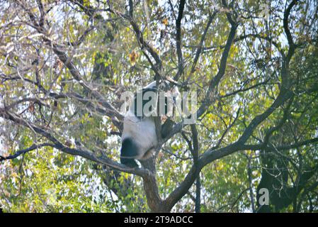 PECHINO, CINA - 24 NOVEMBRE 2023 - il panda gigante Meng LAN si arrampica su un albero per crogiolarsi al sole allo zoo di Pechino, Cina, 24 novembre 2023. Foto Stock