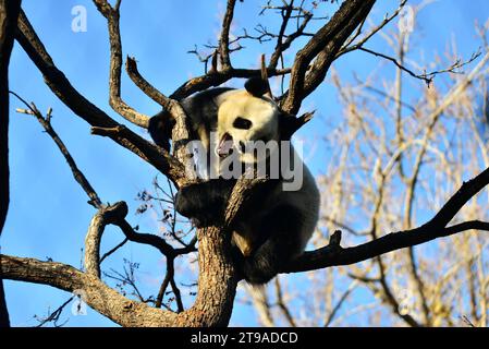 PECHINO, CINA - 24 NOVEMBRE 2023 - il panda gigante Meng LAN si arrampica su un albero per crogiolarsi al sole allo zoo di Pechino, Cina, 24 novembre 2023. Foto Stock
