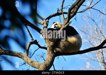 PECHINO, CINA - 24 NOVEMBRE 2023 - il panda gigante Meng LAN si arrampica su un albero per crogiolarsi al sole allo zoo di Pechino, Cina, 24 novembre 2023. Foto Stock