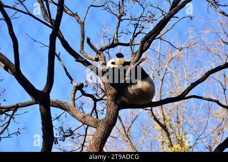 PECHINO, CINA - 24 NOVEMBRE 2023 - il panda gigante Meng LAN si arrampica su un albero per crogiolarsi al sole allo zoo di Pechino, Cina, 24 novembre 2023. Foto Stock