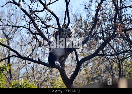 PECHINO, CINA - 24 NOVEMBRE 2023 - il panda gigante Meng LAN si arrampica su un albero per crogiolarsi al sole allo zoo di Pechino, Cina, 24 novembre 2023. Foto Stock