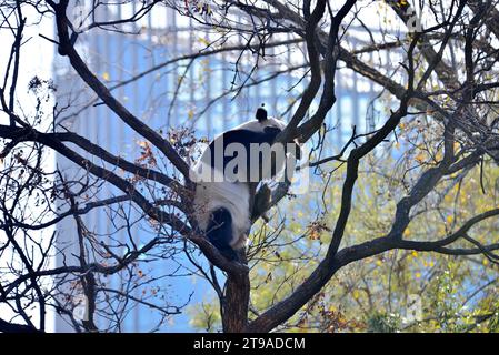 PECHINO, CINA - 24 NOVEMBRE 2023 - il panda gigante Meng LAN si arrampica su un albero per crogiolarsi al sole allo zoo di Pechino, Cina, 24 novembre 2023. Foto Stock