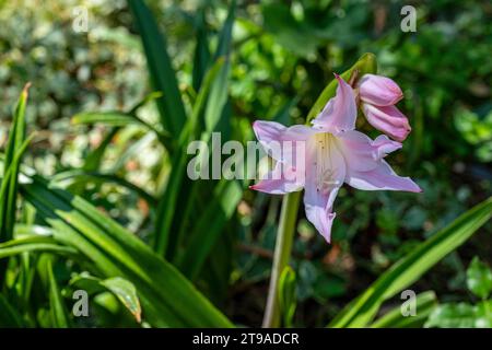 Lily rosa in fiore Foto Stock