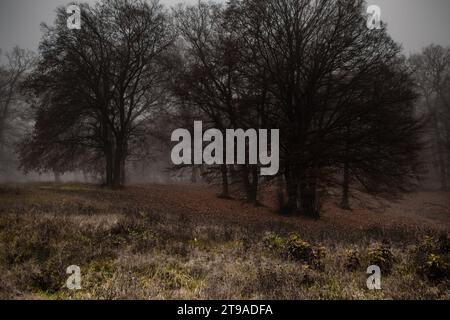 Una vista panoramica di una foresta in un giorno di nebbia autunnale Foto Stock