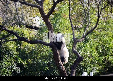 PECHINO, CINA - 24 NOVEMBRE 2023 - il panda gigante Meng LAN si arrampica su un albero per crogiolarsi al sole allo zoo di Pechino, Cina, 24 novembre 2023. Foto Stock
