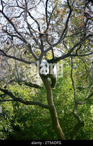 PECHINO, CINA - 24 NOVEMBRE 2023 - il panda gigante Meng LAN si arrampica su un albero per crogiolarsi al sole allo zoo di Pechino, Cina, 24 novembre 2023. Foto Stock