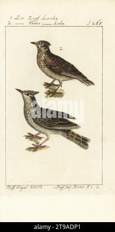 Crested Lark, Galerida cristata 1, e woodlark, Lullula arborea 2. Die Zopf Lerche, Die Kleine Zopf Lerche Lulu, Alauda cristata. Buffon Planche 503. Incisione su copperplate colorata a mano dopo un'illustrazione di Francois-Nicolas Martinet dall'edizione di Bernhard Christian otto della Naturgeschichte der Vogel del conte di Buffon, Natural History of Birds, Ben Joachim Pauli, Berlino, 1788. Foto Stock