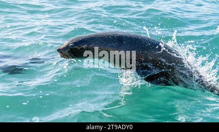 Leone marino sudamericano (Otaria flavescens), femmina, in caccia, Pinguino Island Provincial Reserve, Puerto Deseado, Santa Cruz Province, Argentin Foto Stock