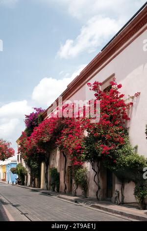 Scopri il fascino vibrante di Queretaro, Messico, adornato da fiori di bouganville, strade affascinanti e bellezza di ispirazione mediterranea Foto Stock