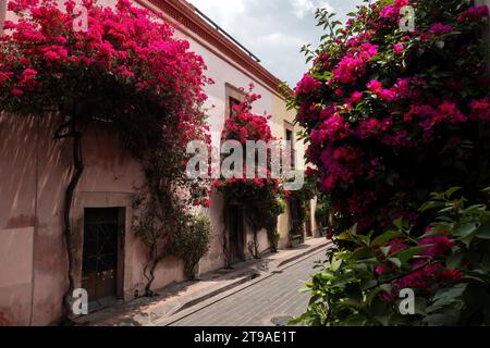 Scopri il fascino vibrante di Queretaro, Messico, adornato da fiori di bouganville, strade affascinanti e bellezza di ispirazione mediterranea Foto Stock